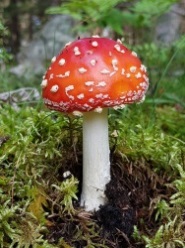 Описание: https://cdn.pixabay.com/photo/2017/09/03/11/44/fly-agaric-2710032_1280.jpg
