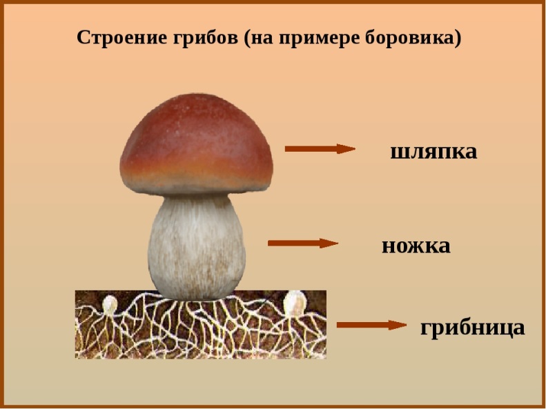 Описание: https://ds05.infourok.ru/uploads/ex/0a40/000cdb7f-43cc590f/img2.jpg