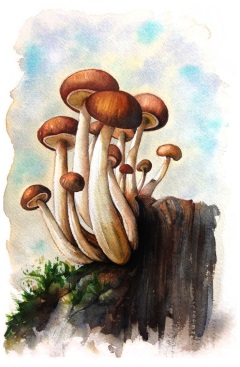 Описание: https://i.pinimg.com/736x/80/35/5b/80355b6bf91a31f04b51841730b84234--mushroom-watercolor-mushroom-painting.jpg